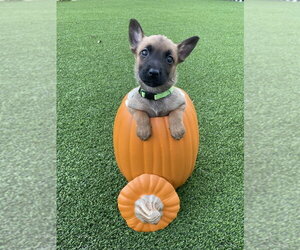 Hallowed Harvest - Mystic - Located in Florida - Female Mutt Dog for Adoption - Photo #2