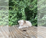 Small Photo #1 Miniature Australian Shepherd Puppy For Sale in DESHA, AR, USA