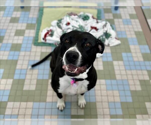 Medium Photo #1 Mutt Puppy For Sale in Fort Collins, CO, USA