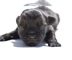 Shih Aussie Puppy for sale in PALM COAST, FL, USA