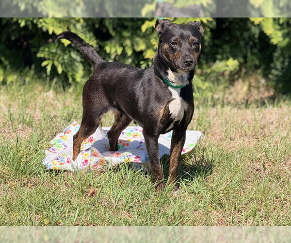 Medium Photo #2 Feist Terrier-Unknown Mix Puppy For Sale in Raleigh, NC, USA