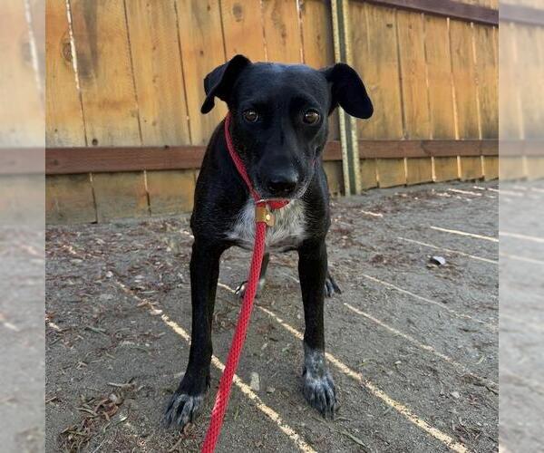 Medium Photo #7 Labrador Retriever-Unknown Mix Puppy For Sale in San Diego, CA, USA