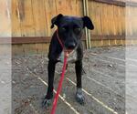 Small #6 Labrador Retriever Mix