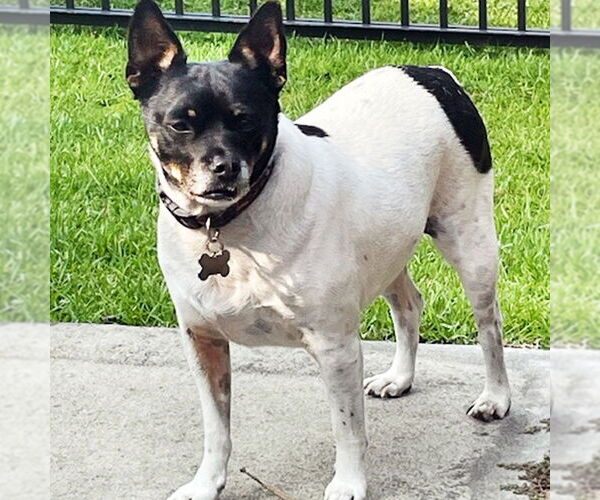 Medium Photo #4 Rat Terrier Puppy For Sale in Atlanta, GA, USA