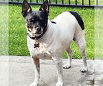 Small #3 Rat Terrier