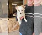Small Photo #6 Chiranian Puppy For Sale in FITCHBURG, MA, USA