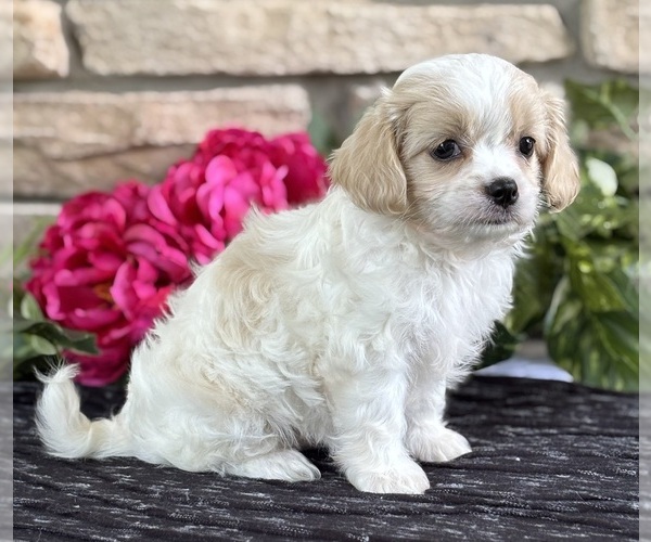 Medium Photo #3 Cav-A-Malt Puppy For Sale in ROCK STREAM, NY, USA
