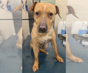 Labrador Retriever-Unknown Mix Dogs for adoption in Mobile, AL, USA