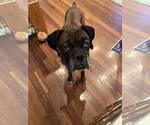 Small #5 Boxer