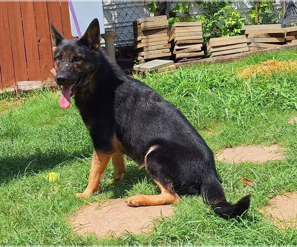 Medium Photo #3 German Shepherd Dog-Unknown Mix Puppy For Sale in Wetumpka, AL, USA