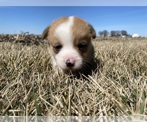 Pembroke Welsh Corgi Puppy for sale in ARTHUR, IL, USA
