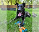 Small #2 Labrador Retriever Mix
