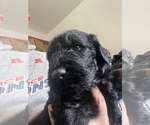 Puppy 3 Schnoodle (Giant)