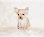 Puppy 14 Chihuahua