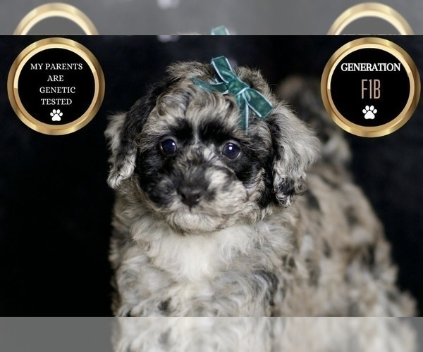 Medium Photo #8 Maltipoo Puppy For Sale in WARSAW, IN, USA