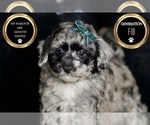 Small #7 Maltipoo