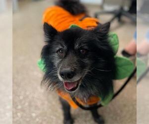 Pomeranian-Unknown Mix Dogs for adoption in Aurora, CO, USA