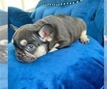 Small Photo #1 French Bulldog Puppy For Sale in SALT LAKE CITY, UT, USA