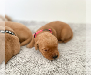 Golden Retriever Puppy for sale in GLENDALE, OR, USA