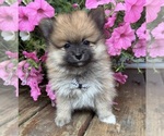 Small #13 Pomeranian
