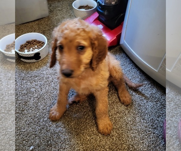 Medium Photo #2 Goldendoodle Puppy For Sale in FRESNO, CA, USA