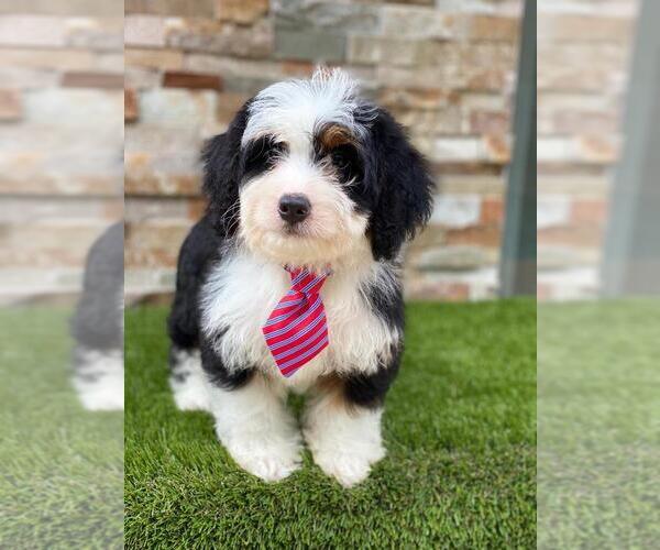 Medium Photo #4 Bernedoodle Puppy For Sale in KISSIMMEE, FL, USA