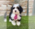 Small Photo #4 Bernedoodle Puppy For Sale in KISSIMMEE, FL, USA
