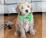 Small #2 Goldendoodle (Miniature)