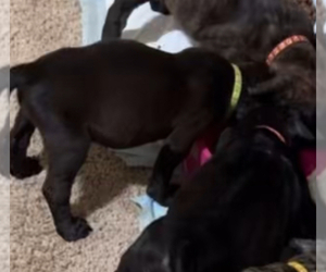 Medium Cane Corso