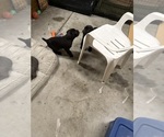 Small #3 Cane Corso