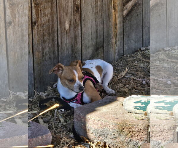 Medium Photo #3 Chihuahua-Unknown Mix Puppy For Sale in Aurora, CO, USA