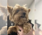 Small #1 Mutt