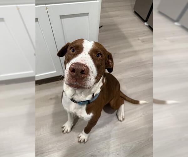 Medium Photo #4 Masti-Bull Puppy For Sale in San Antonio, TX, USA