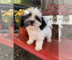 River - Female Shih Tzu Dog for Adoption - Small photo