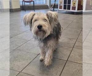 Mutt Dogs for adoption in San Antonio, TX, USA