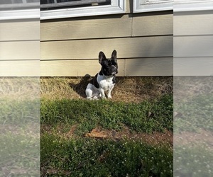 French Bulldog Puppy for sale in MARIETTA, GA, USA