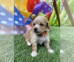 Small Photo #4 Goldendoodle (Miniature) Puppy For Sale in PORT CHARLOTTE, FL, USA
