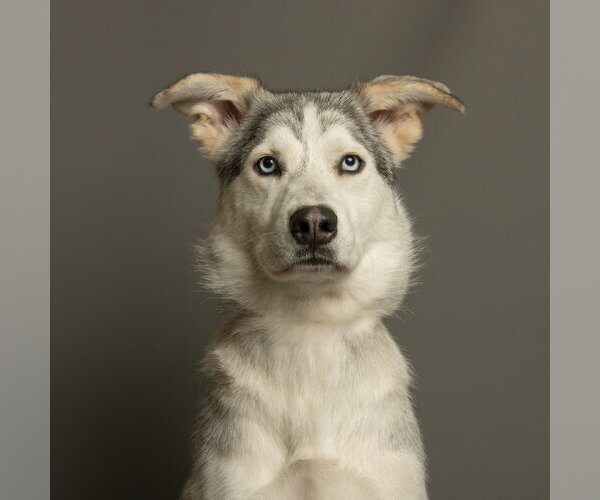 Medium Photo #1 Siberian Husky-Unknown Mix Puppy For Sale in Rowlett, TX, USA