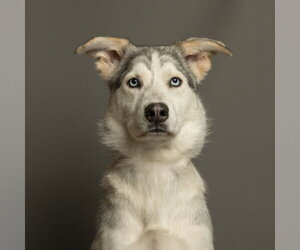 Siberian Husky-Unknown Mix Dogs for adoption in Rowlett, TX, USA