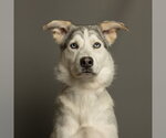 Small Siberian Husky Mix