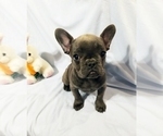 Small Photo #15 French Bulldog Puppy For Sale in ADRIAN, MI, USA