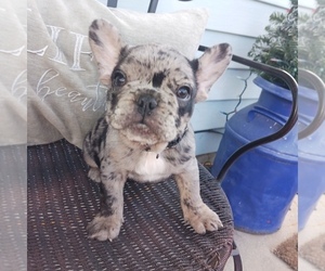 French Bulldog Puppy for sale in INDIANAPOLIS, IN, USA