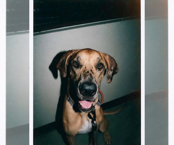 Medium Photo #1 Great Dane Puppy For Sale in Bullard, TX, USA