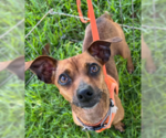 Small #1 Chihuahua Mix