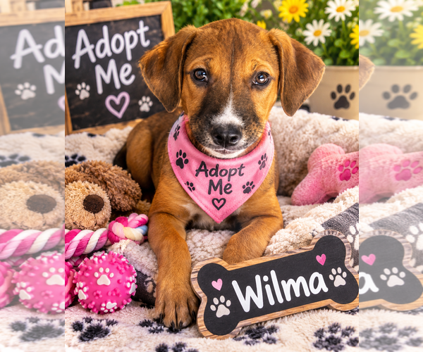 Medium Photo #1 Mutt Puppy For Sale in Queen Creek, AZ, USA