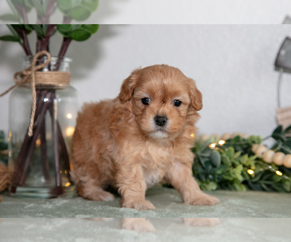 Medium Photo #2 Maltipoo (Toy) Puppy For Sale in GOSHEN, IN, USA
