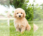 Small Photo #8 Poodle (Miniature) Puppy For Sale in WARSAW, IN, USA