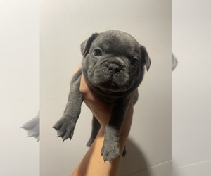 French Bulldog Puppy for Sale in LYNDEN, Washington USA