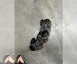 Small #1 Cocker Spaniel
