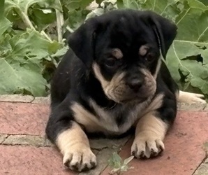 Medium Carlin Pinscher